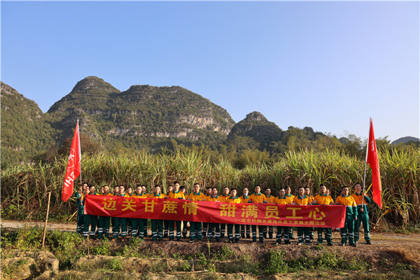 边关甘蔗情，“甜”满员工心—崇左红狮助海外员工家属收甘蔗